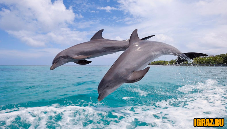 Игры дельфины